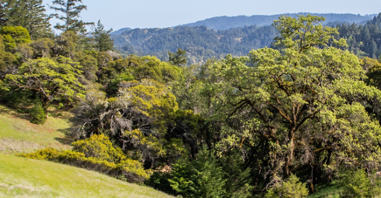 meadow, trees, and sky