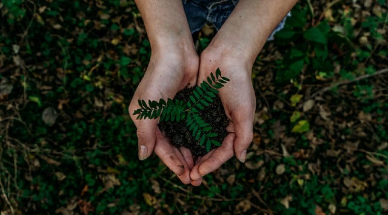 hands holding seedling