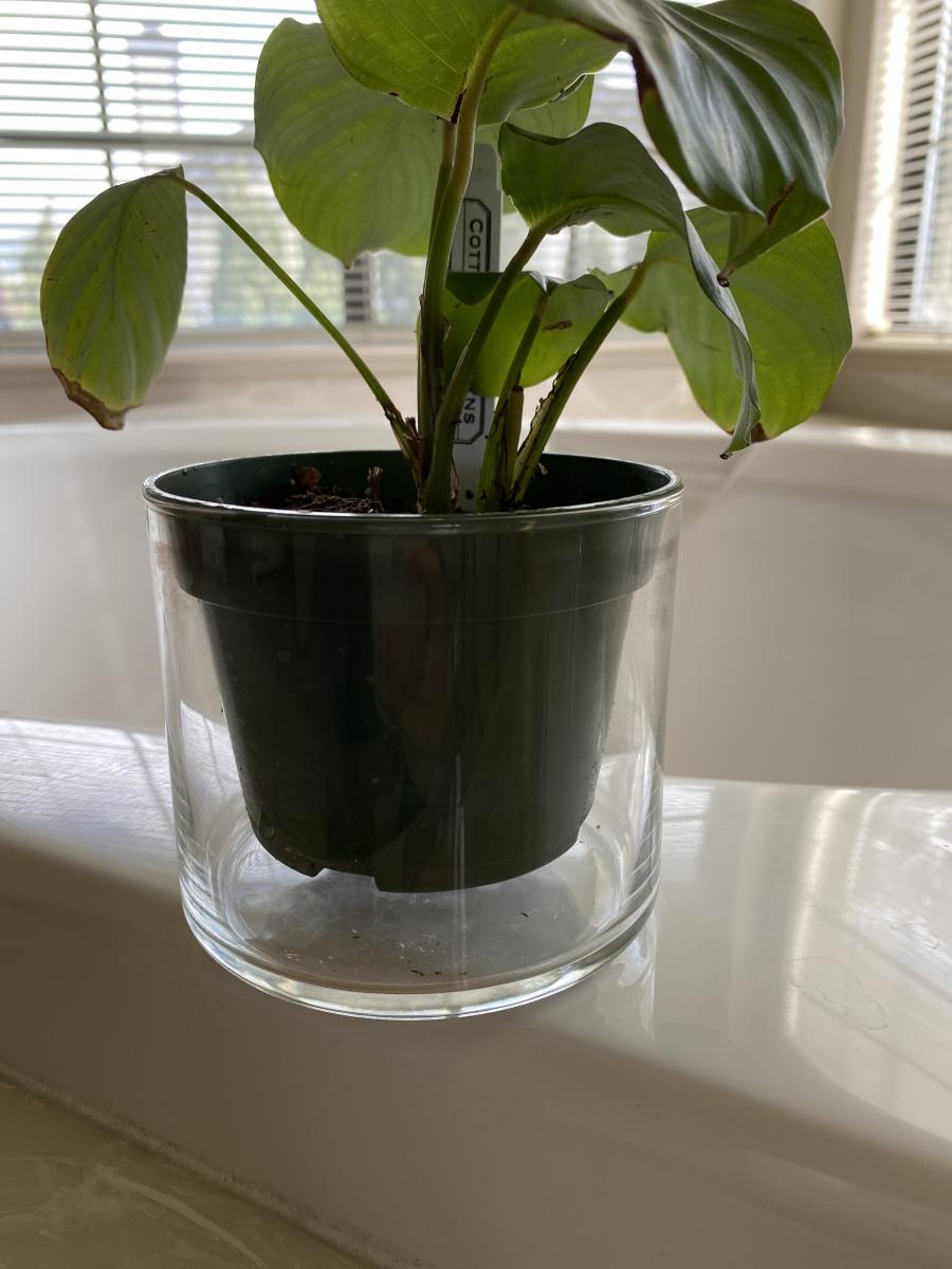 plant in cleaned out candle holder