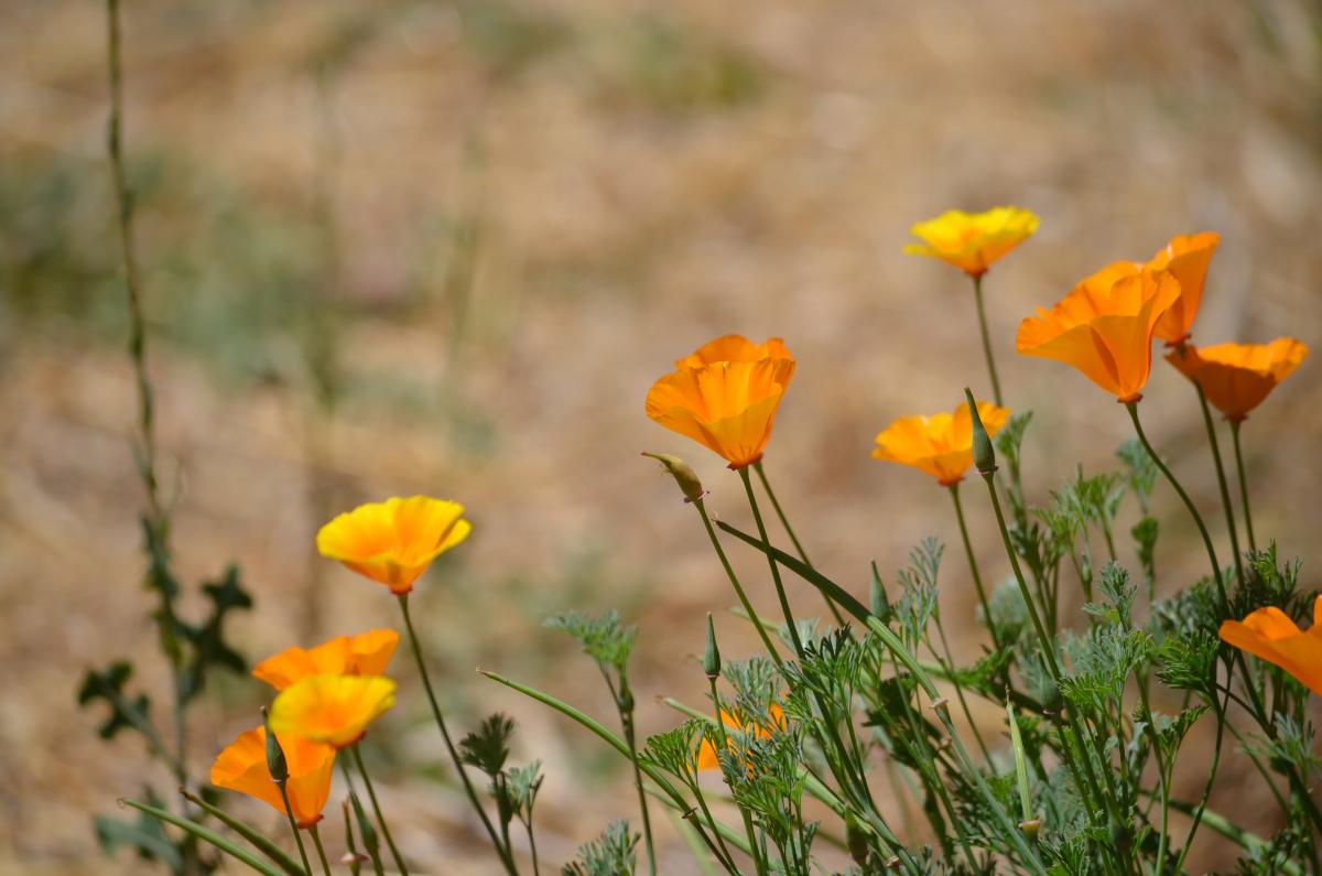 Flowers and Stevenson