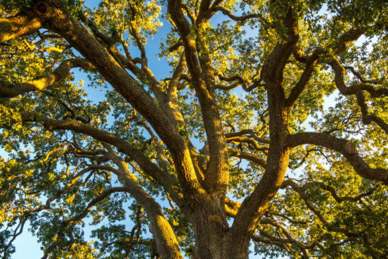 photo of an oak tree