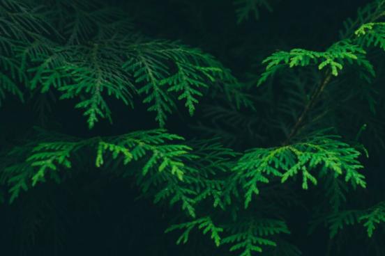 image of evergreens from https://oldworldnew.us/top-holidays-sustainable-living-tips/