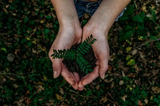 hands holding seedling