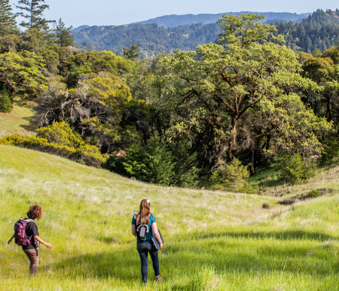 four students walk across a green meadow