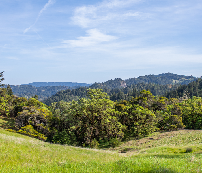 meadow, trees, and sky