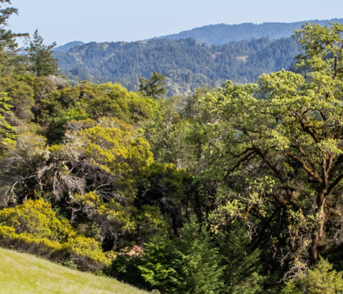 meadow, trees, and sky