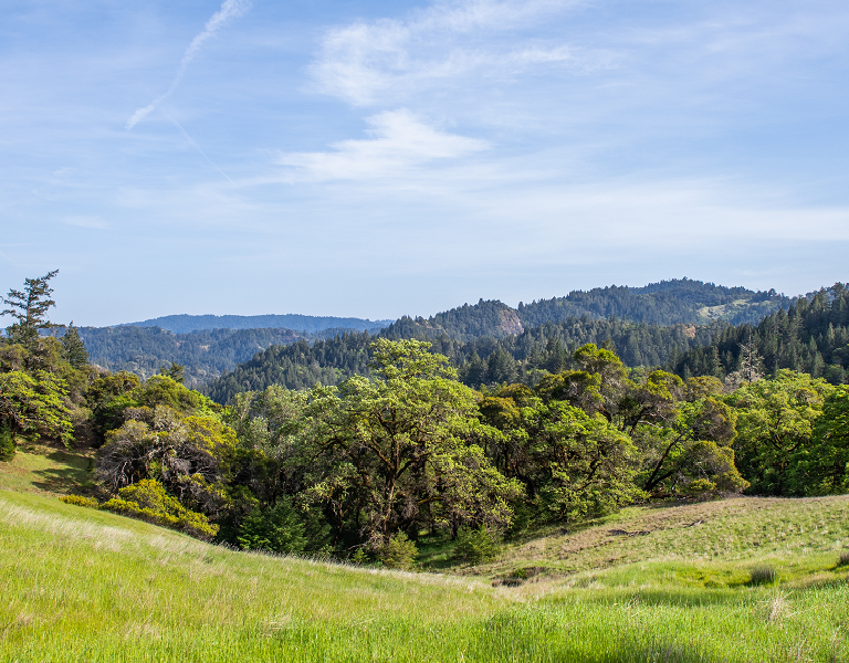 meadow, trees, and sky