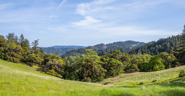 meadow, trees, and sky