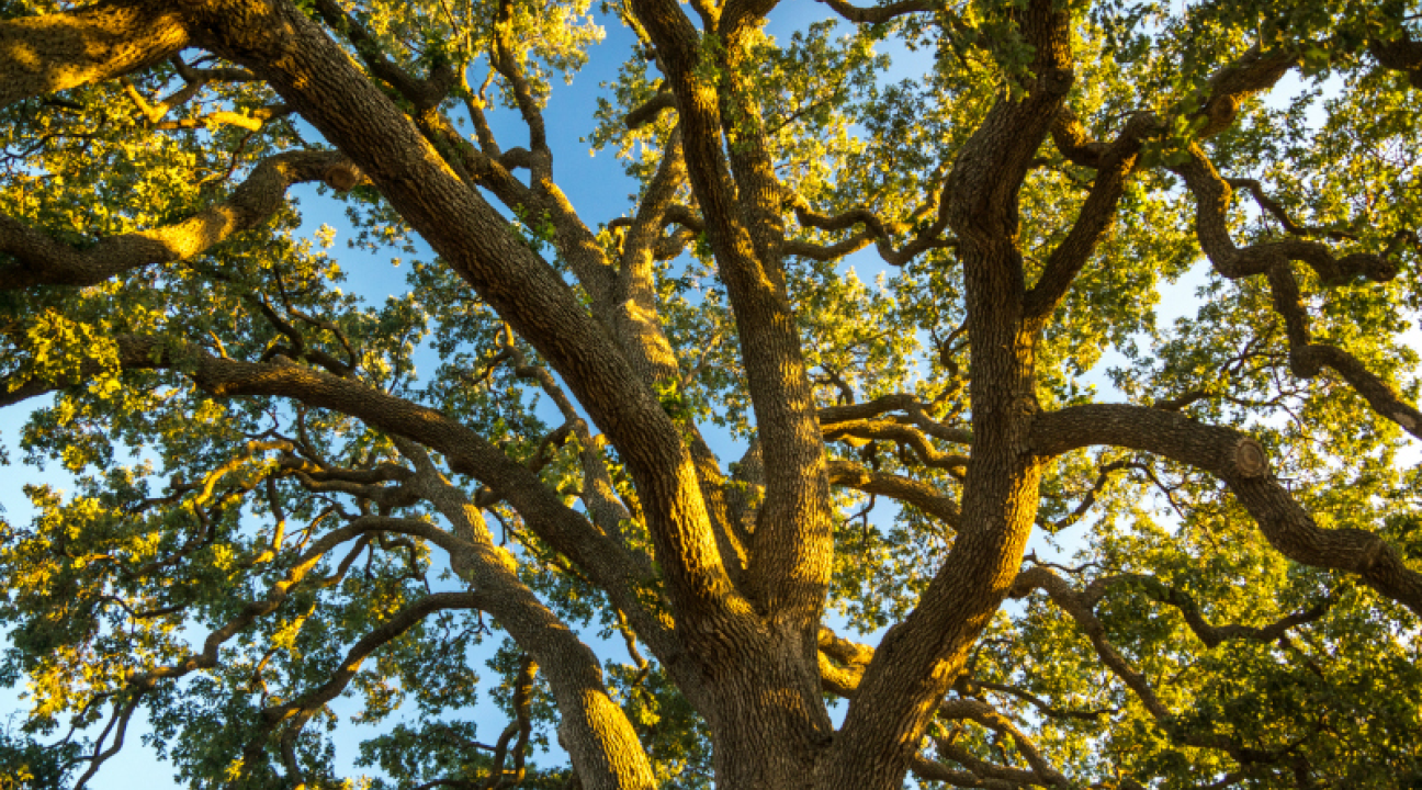 photo of an oak tree