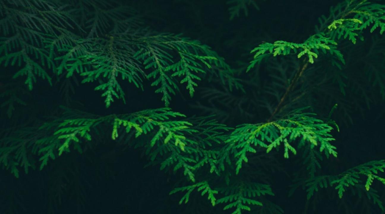 image of evergreens from https://oldworldnew.us/top-holidays-sustainable-living-tips/