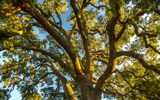 photo of an oak tree