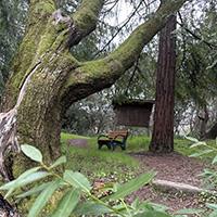 outdoor bench under tree