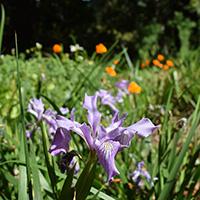 field of poppies and irises