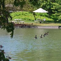 ducks swim across a lake