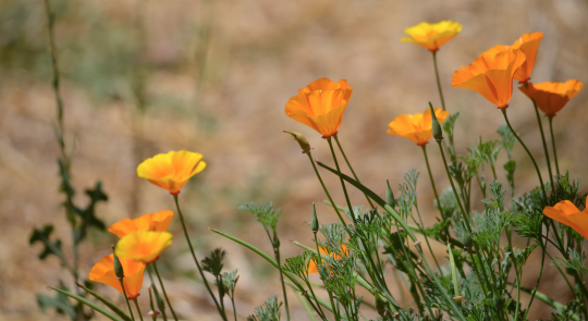 Poppies on Campus