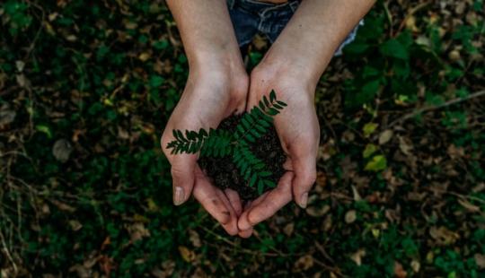 hands holding seedling